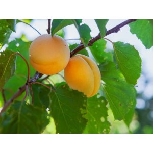 Marhuľa obyčajná (Prunus armeniaca) ´HARCOT´ - stredne skorá, výška 170-200 cm - voľnokorenná